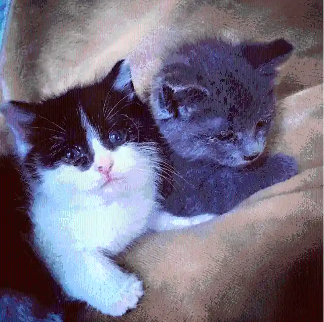#20. Two Kittens