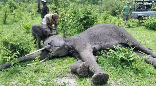 One Long And Tiring Night For Both Elephants