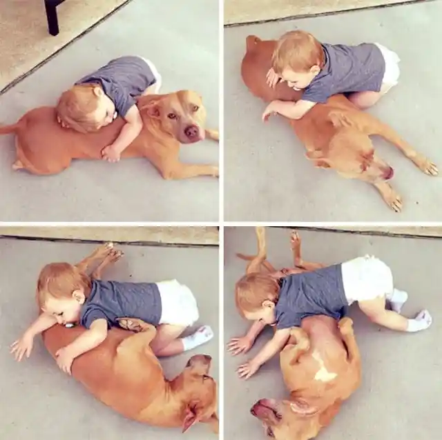 17. Vicious Pitbull Wrestles With Baby