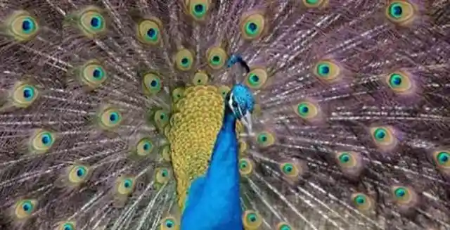 A Majestic Peacock