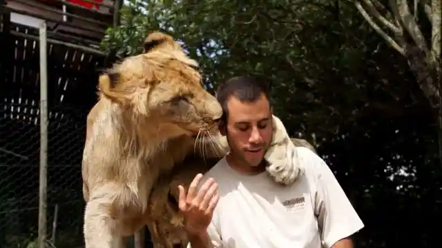 Lions And Their Rescuers