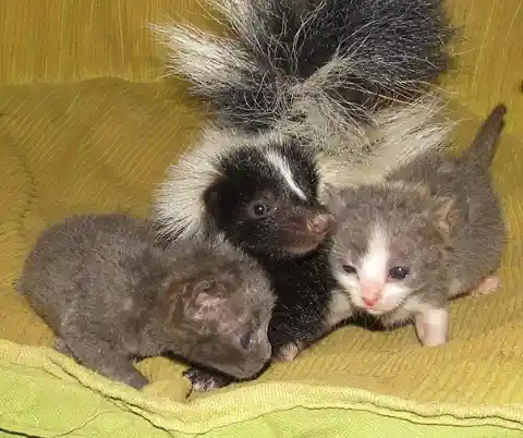#9. Kittens and Baby Skunk