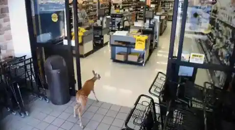 Another Brave Deer