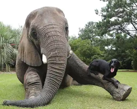 #2. The Elephant&rsquo;s Little Friend