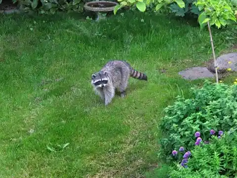 Raccoon Keeps Showing Up