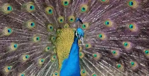 A Majestic Peacock