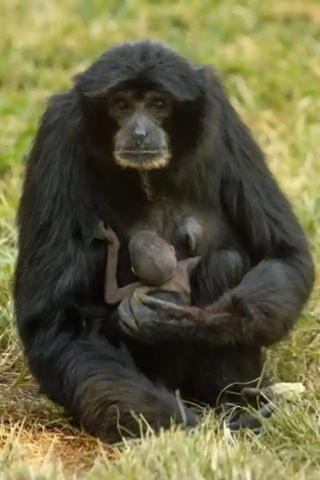 #14. Surprise Baby Ape At San Diego Zoo