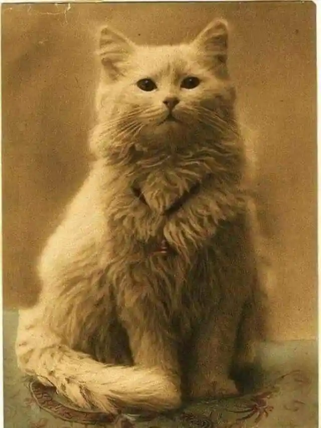 First Photo Of A Cat