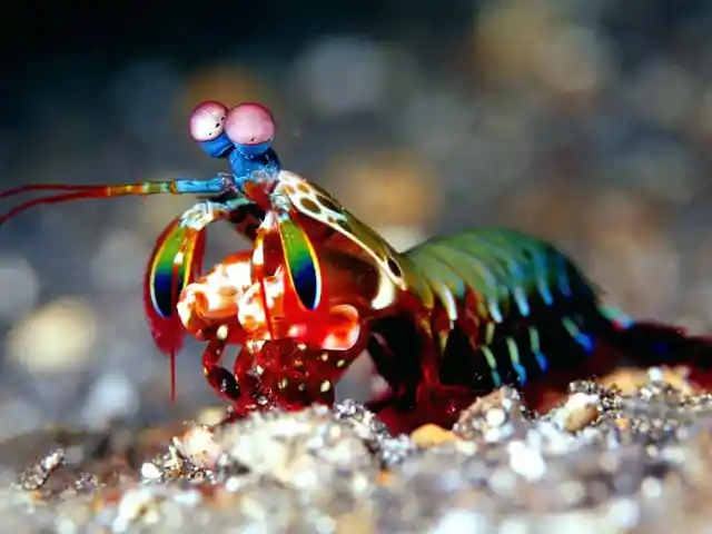 #24. Mantis Shrimp Are Flashy