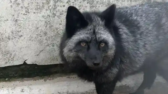 Shadow, The Fox