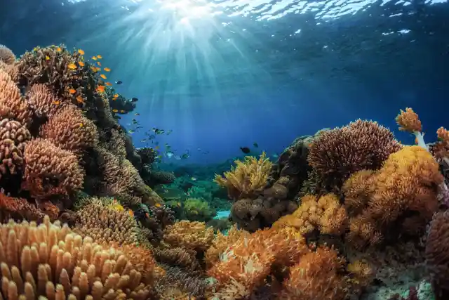 Incredible Finding In The Depths Of The Atlantic Ocean