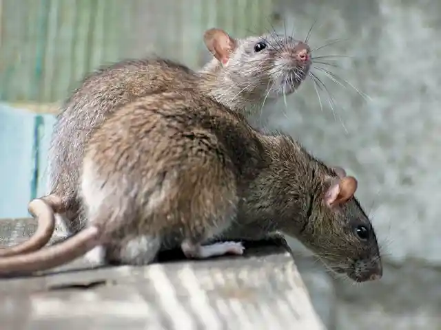 #14. Rats Killed A Third Of Europe&rsquo;s Population