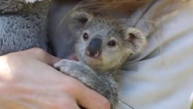The World's Favorite Koala