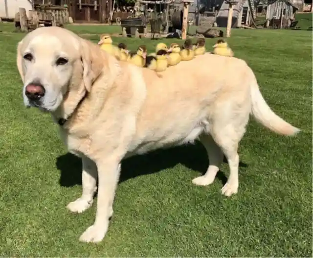 #4. Labrador Father To Nine Ducklings
