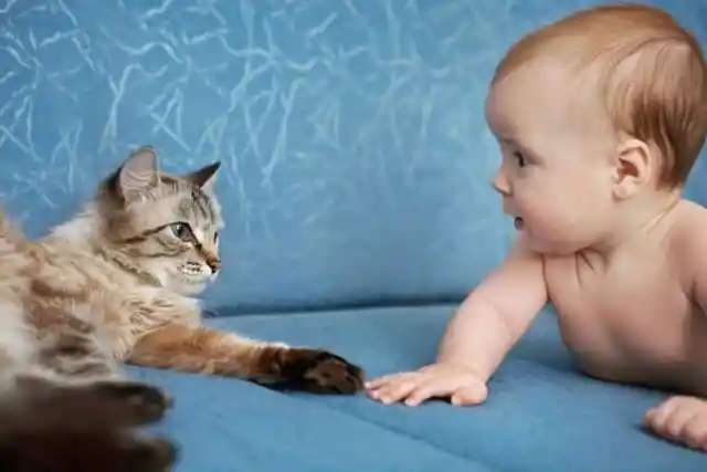 The Cat That Sheltered The Baby