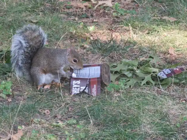 5. Squirrel Had a Sweet Tooth