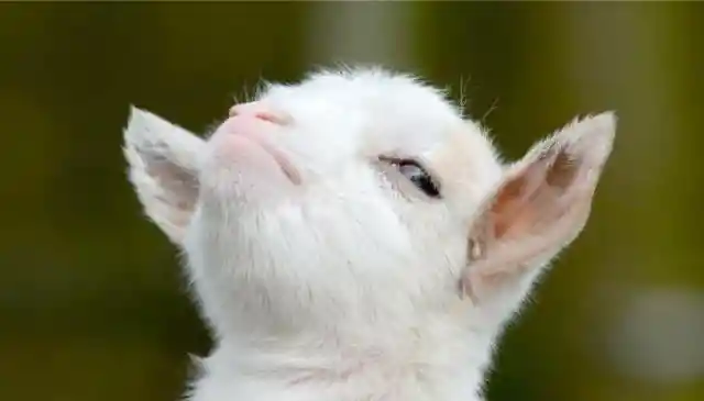 #15. Smug Baby Goat