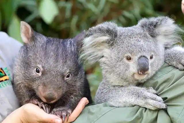 How Did This Koala Become Best Friends With A Wombat?