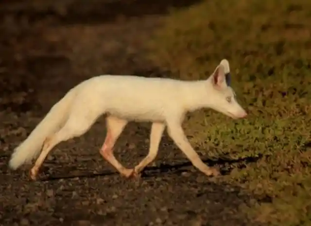 Albino Fox