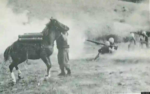 #17. A Horse Became Staff Sergeant During The Korean War