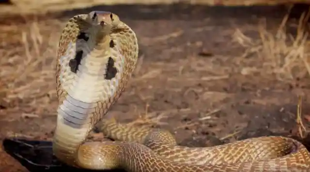 #8. King Cobra Snake