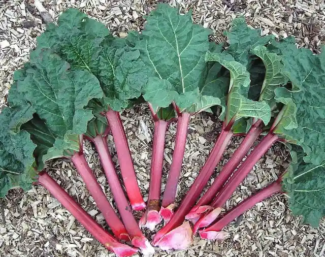 Rhubarb's Leafy Part Is Toxic