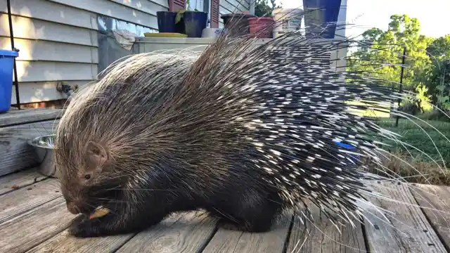 <p style="text-align: center;"><strong>16. PORCUPINE QUILLS</strong>