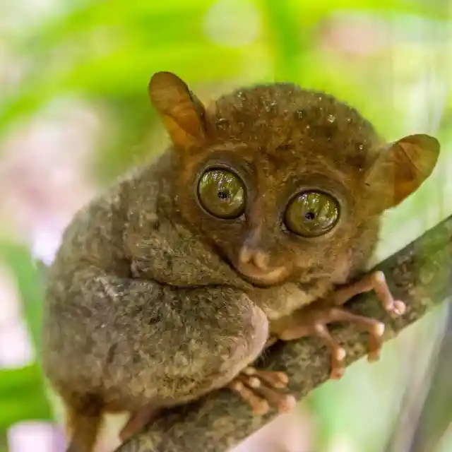 Philippine Tarsier