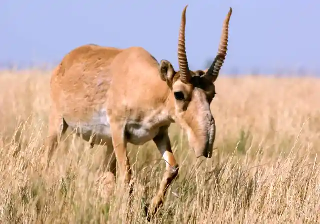 #20. Saiga Antelope