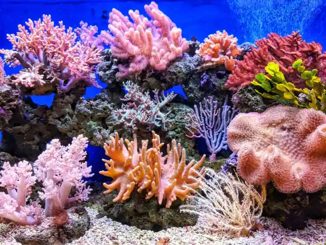 #21. The Reefs&rsquo; Biodiversity