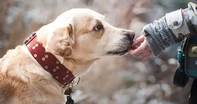 This Stray Dog Saved By A Marine Saved Him After Returning From War