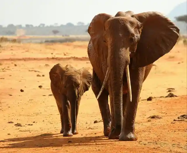 Elephant Rescuers