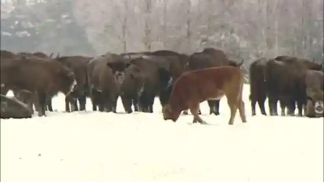 A Small Bison Population