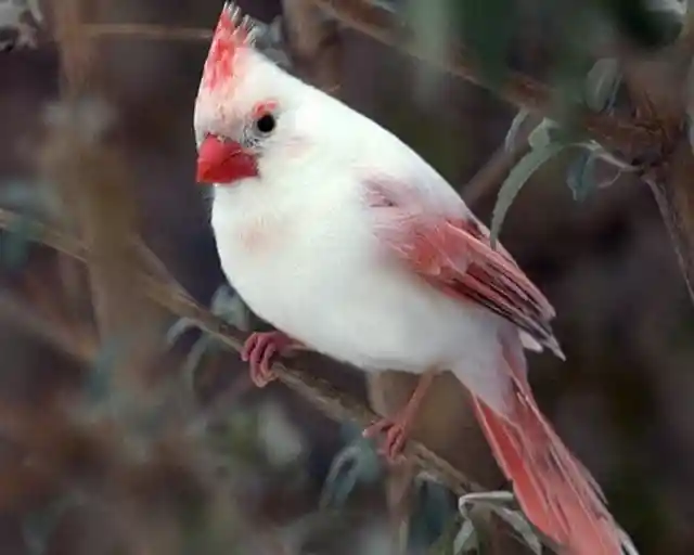 Albino Cardinal