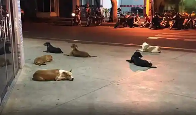 Pack Of Dogs Wait Patiently At Entrance For Their Owner