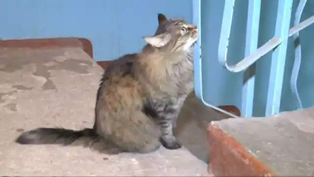 A Curious Cat
