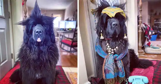 Funny Lockdown Stories: Dog Gets New Hairstyle Every Day In Quarantine