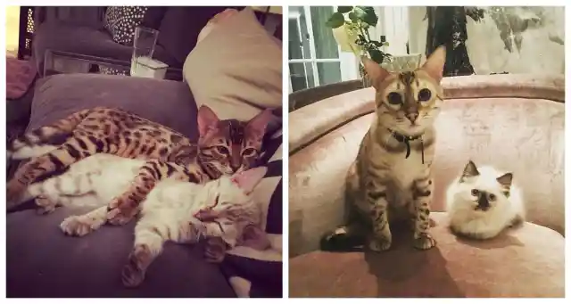 #11. Wallace, Lennon and Eve