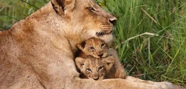 Dog’s Love For 12 Lion Cubs Ends With A Roaring Success