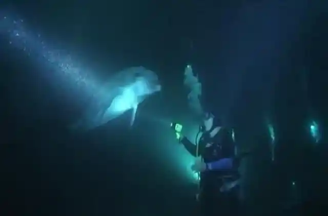 Dolphin Asks Diver For Help, Thanks Him In The Cutest Way