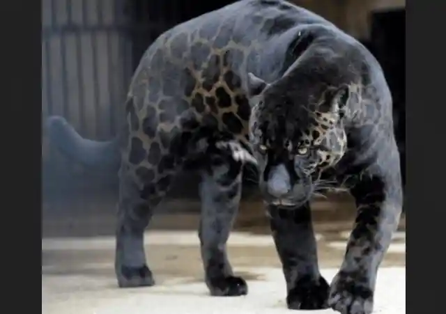 The Black Spotted Jaguar