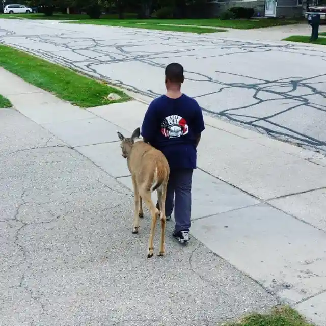 A Deer Wandering Around