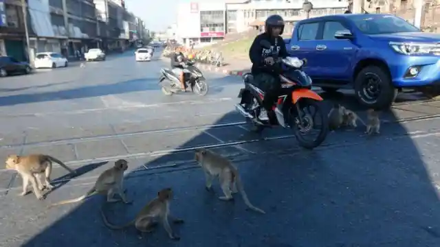 #13. Monkeys In Thailand
