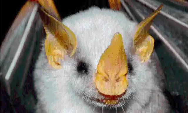 #6. Honduran White Bat