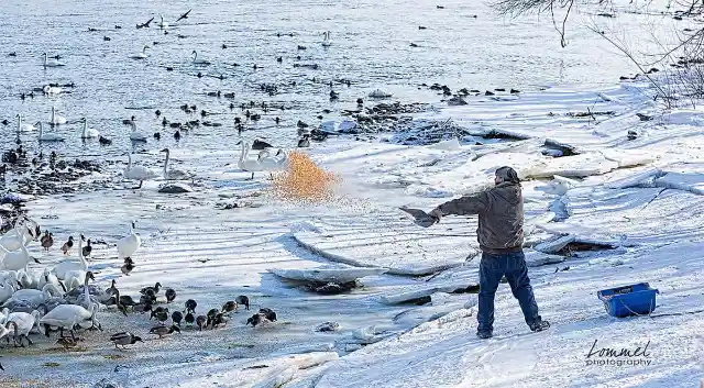 Man Feeds Hundreds Of Swans As A Promise To Late Wife
