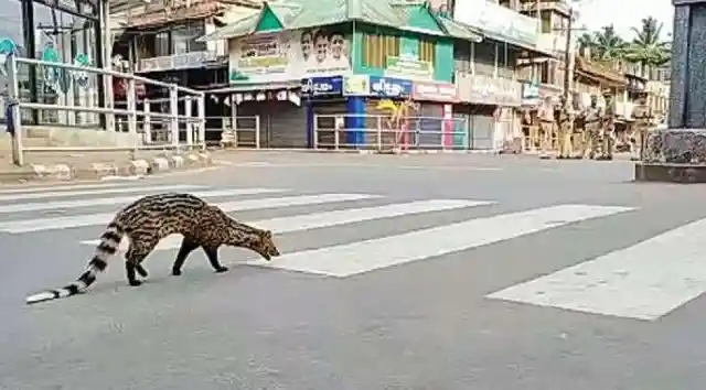 #3. Civet Cats In Kerala