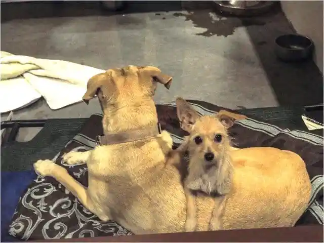 Tiny Dog Refuses To Leave The Shelter Without His Big Brother