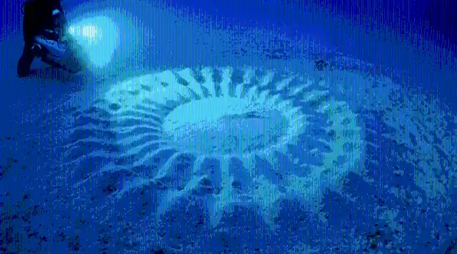 Underwater Crop Circles