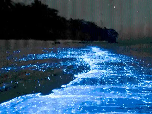 #12. The Sea Of Stars In Vaadhoo Island, Maldives
