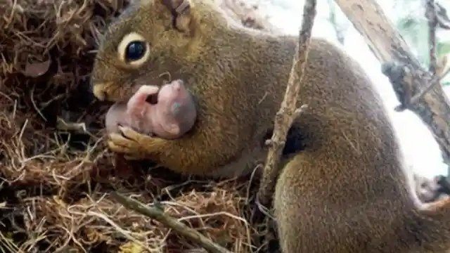 Spoiled Pet Squirrel Watches TV And Eats Avocados